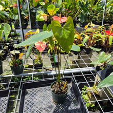 Load image into Gallery viewer, Anthurium Shibori Koi "orange speckled" exact plant, Fedex 2day*
