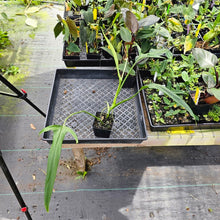 Load image into Gallery viewer, Philodendron Holtonianum, Exact Plant Ships Nationwide
