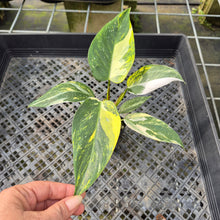 Load image into Gallery viewer, Philodendron White Princess Aurea Variegated exact plant, Fedex 2day*
