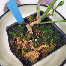 Load image into Gallery viewer, Philodendron Quercifolium x Pedatum, Exact Plant Ships Nationwide
