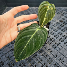 Load image into Gallery viewer, Philodendron Melanochrysum, Exact Plant Variegated Ships Nationwide
