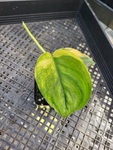 Load image into Gallery viewer, Scindapsus Jade Satin Aurea, Exact Plant Variegated Ships Nationwide
