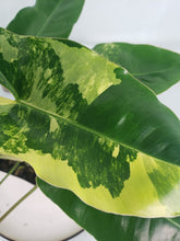 Load image into Gallery viewer, Burle Marx, Exact Plant, variegated Philodendron
