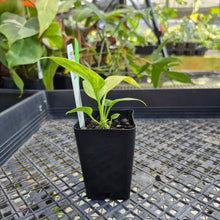 Load image into Gallery viewer, Anthurium Vittarifolium , Exact Plant Variegated Ships Nationwide
