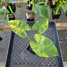 Load image into Gallery viewer, Alocasia Gageana Aurea, Exact Plant Variegated Ships Nationwide
