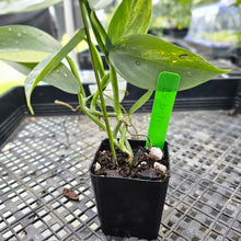 Load image into Gallery viewer, Philodendron Hastatum Silver Sword, Exact Plant Variegated Ships Nationwide

