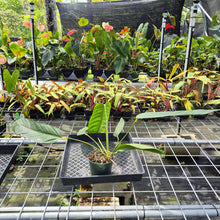 Load image into Gallery viewer, Anthurium Spectabile exact plant, Fedex 2day*
