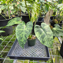 Load image into Gallery viewer, Homalomena Schismatoglottis Neoguineensis, Exact Plant Ships Nationwide
