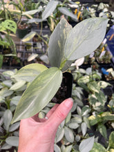 Load image into Gallery viewer, Philodendron Hastatum Silver Sword Variegated 2.5" pot, Fedex 2day*
