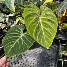 Load image into Gallery viewer, Philodendron Verrucosum Amazon Sunset exact plant, Fedex 2day

