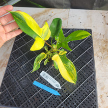 Load image into Gallery viewer, Philodendron Florida Beauty, Exact Plant Variegated Ships Nationwide
