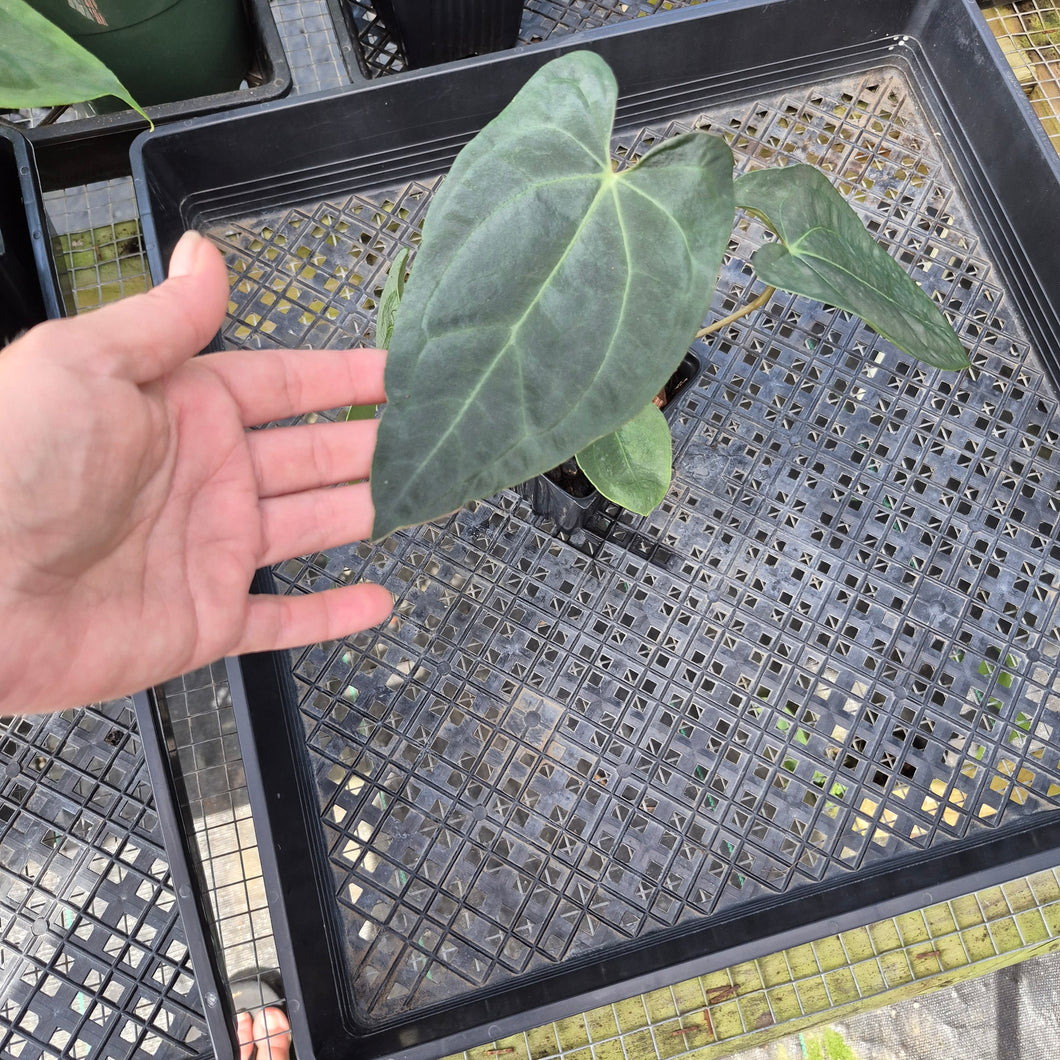 Anthurium Ace Of Spades X Papillilaminum, Exact Plant Ships Nationwide
