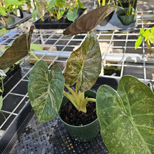 Load image into Gallery viewer, Alocasia Wentii, Exact Plant Variegated Ships Nationwide
