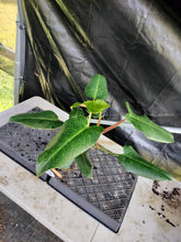 Load image into Gallery viewer, Philodendron Sagittifolium, Tuxtlanum Rubra, Exact Plant Ships Nationwide
