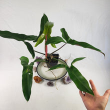 Load image into Gallery viewer, Philodendron Mexicanum, Exact Plant Large
