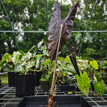 Load image into Gallery viewer, Alocasia Longiloba, Denudata, Exact Plant
