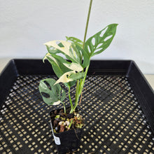 Load image into Gallery viewer, Monstera Adansonii Laniata Albo Variegated exact plant, Fedex 2day*
