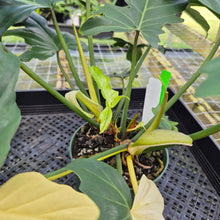 Load image into Gallery viewer, Philodendron Golden Dragon, Exact Plant Variegated
