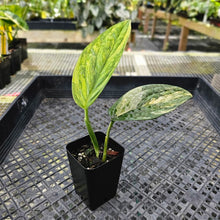 Load image into Gallery viewer, Monstera Peru &quot;Karstenianum&quot;, Exact Plant Variegated Ships Nationwide
