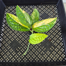 Load image into Gallery viewer, Monstera Peru "Karstenianum" Variegated exact plant, Fedex 2day*
