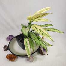 Load image into Gallery viewer, Aglaonema Ice Queen, Silver Queen, Exact Plant Variegated
