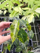 Load image into Gallery viewer, Alocasia Polly Aurea Sectoral Variegated 2.5" pot, Fedex 2day*
