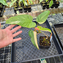 Load image into Gallery viewer, Philodendron Whipple Way, Exact Plant Variegated Ships Nationwide
