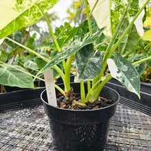 Load image into Gallery viewer, Alocasia Frydek, Exact Plant Variegated Triple plant pot Ships Nationwide
