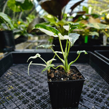 Load image into Gallery viewer, Alocasia Odora, Okinawa Silver, Exact Plant Variegated Multi pot
