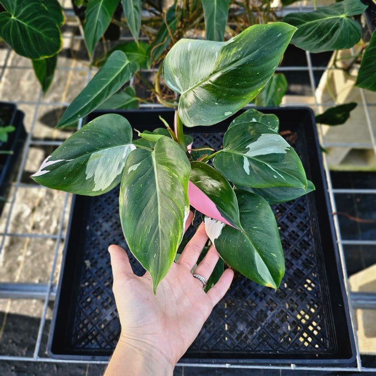 Philodendron White Princess, Exact Plant Variegated Ships Nationwide