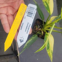 Load image into Gallery viewer, Philodendron Domesticum, Exact Plant Variegated Ships Nationwide

