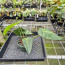 Load image into Gallery viewer, Philodendron Cordatum Kunth exact plant, Fedex 2day*
