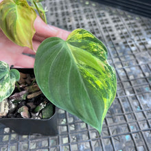 Load image into Gallery viewer, Philodendron Hederaceum Micans Aurea, Exact Plant Variegated Ships Nationwide
