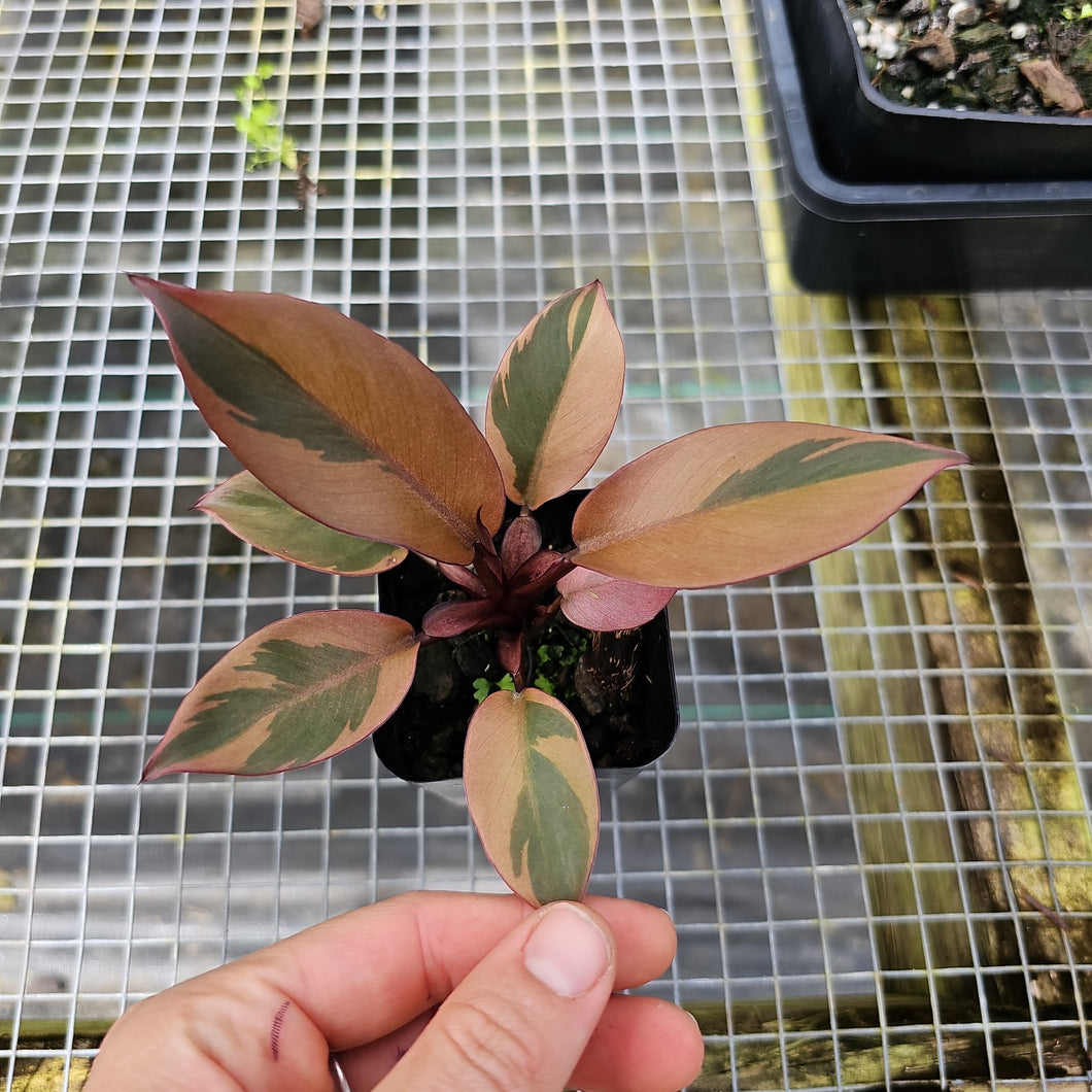 Philodendron Black Cardinal, Exact Plant Variegated