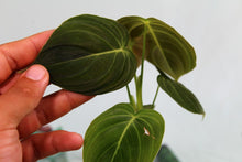 Load image into Gallery viewer, Philodendron Melanochrysum exact plant, ships nationwide
