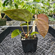 Load image into Gallery viewer, Anthurium Ace Of Spades X Papillilaminum, Exact Plant Ships Nationwide
