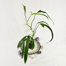 Load image into Gallery viewer, Philodendron Holtonianum, Exact Plant Ships Nationwide

