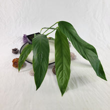 Load image into Gallery viewer, Anthurium Spectabile, Exact Plant Ships Nationwide
