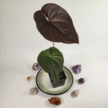 Load image into Gallery viewer, Anthurium Moodeanum, Exact Plant
