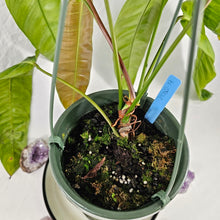 Load image into Gallery viewer, Philodendron Patriciae, Exact Plant
