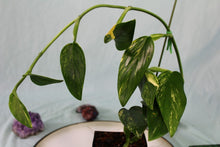 Load image into Gallery viewer, Variegated Monstera Standleyana Aurea Exact Plant Ships Nationwide
