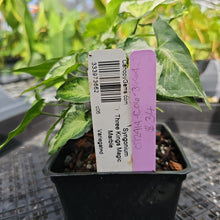 Load image into Gallery viewer, Syngonium Three Kings Magic Marble, Exact Plant Variegated Ships Nationwide
