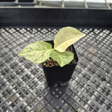 Load image into Gallery viewer, Zamioculcas Zamiifolia Wild Form ZZ Variegated exact plant, Fedex 2day*
