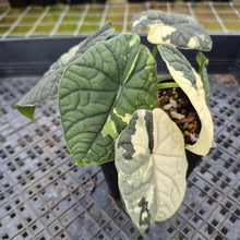 Load image into Gallery viewer, Alocasia Melo Albo variegated exact plant, Fedex 2day*
