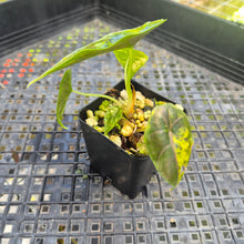 Load image into Gallery viewer, Alocasia Azlanii Aurea variegated , Exact Plant Ships Nationwide
