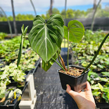 Load image into Gallery viewer, Philodendron Gloriosum, Dark Form, Exact Plant Ships Nationwide
