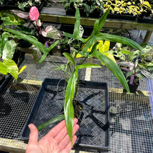 Load image into Gallery viewer, Philodendron Holtonianum 4" pot, Fedex 2day*
