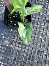 Load image into Gallery viewer, Syngonium Red Spot Tricolor, Exact Plant Variegated Ships Nationwide
