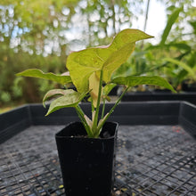 Load image into Gallery viewer, Syngonium Pink Spot Variegated 2.5" pot, Fedex 2day*
