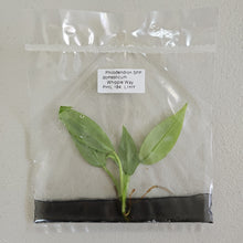 Load image into Gallery viewer, Philodendron Whipple Way variegated tissue culture 2DayAir
